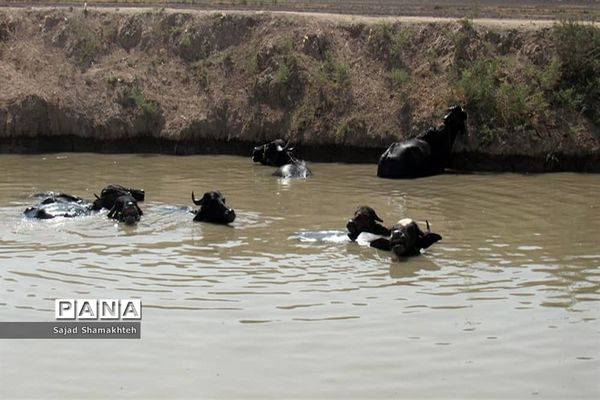 بازدید معاون توسعه روستایی و مناطق محروم رییس جمهوری از روستاهای دغاغله و بامدژ اهواز