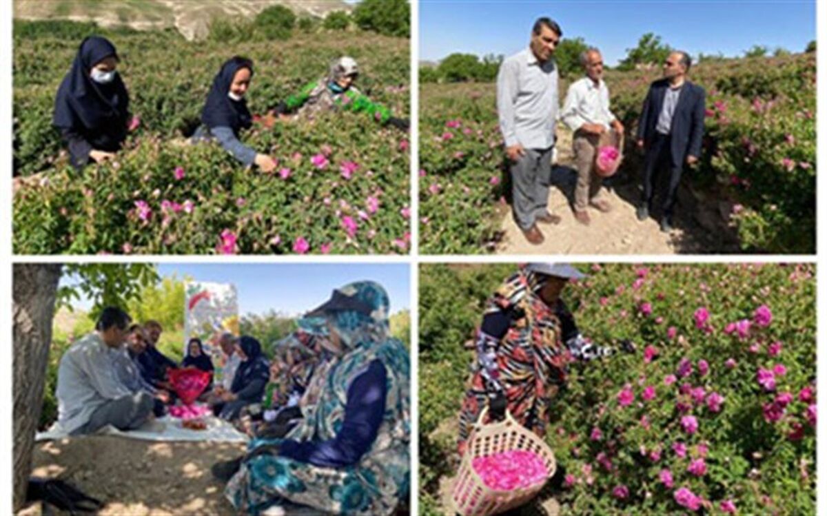 برداشت 2278 تن گل محمدی از باغات اسکو