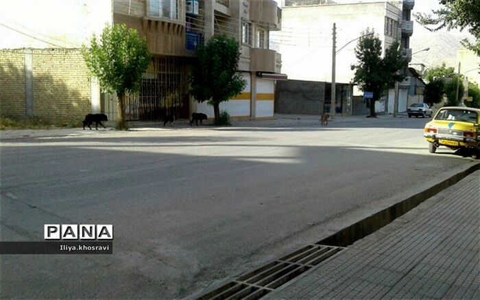 جولان سگ های ولگرد در فارسان