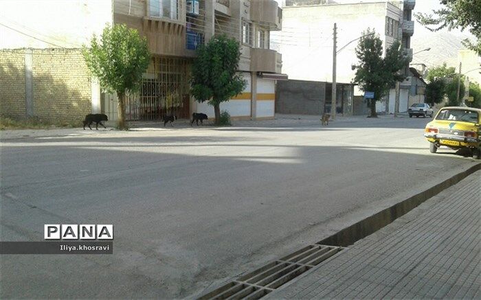 جولان سگ های ولگرد در فارسان
