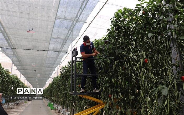 گلخانه‌های آذربایجان‌شرقی فراتر از پیش‌بینی ها، توسعه یافتند