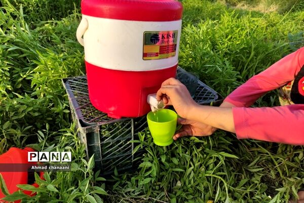 برداشت لیموترش در روستای موران از توابع شهرستان کارون