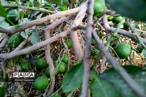 برداشت لیموترش در روستای موران از توابع شهرستان کارون