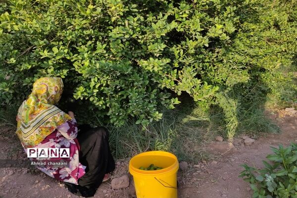 برداشت لیموترش در روستای موران از توابع شهرستان کارون
