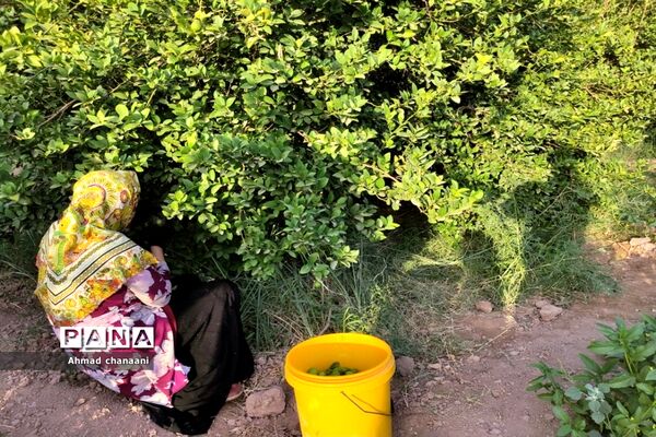برداشت لیموترش در روستای موران از توابع شهرستان کارون