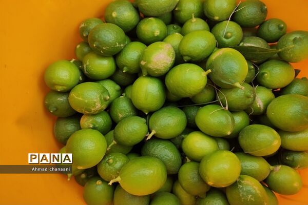 برداشت لیموترش در روستای موران از توابع شهرستان کارون