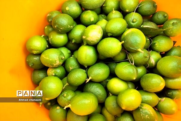 برداشت لیموترش در روستای موران از توابع شهرستان کارون