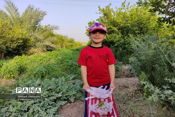 برداشت لیموترش در روستای موران از توابع شهرستان کارون