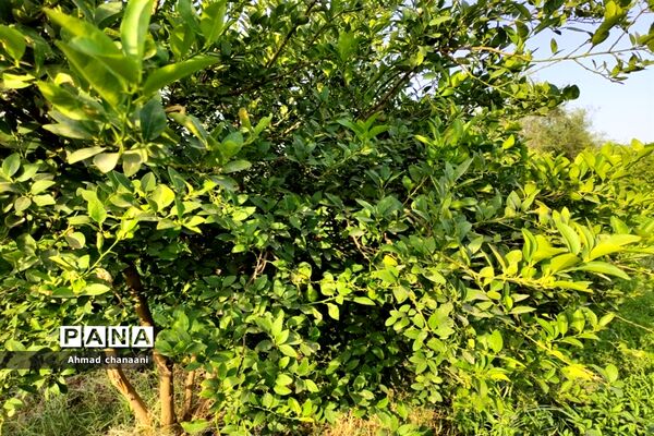برداشت لیموترش در روستای موران از توابع شهرستان کارون