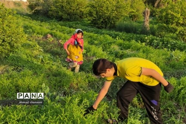 برداشت لیموترش در روستای موران از توابع شهرستان کارون