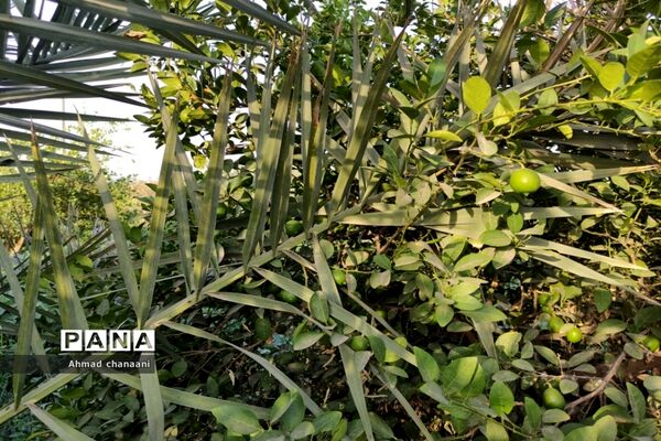 برداشت لیموترش در روستای موران از توابع شهرستان کارون