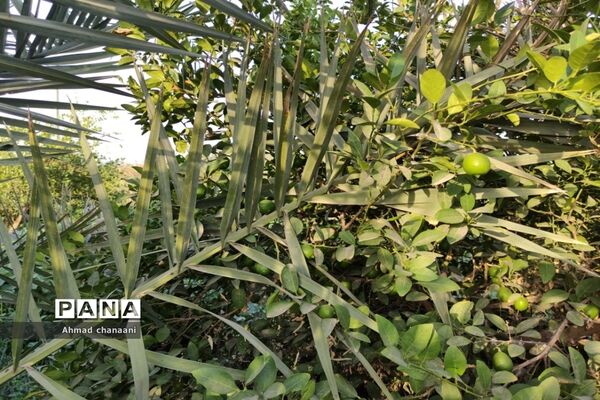 برداشت لیموترش در روستای موران از توابع شهرستان کارون