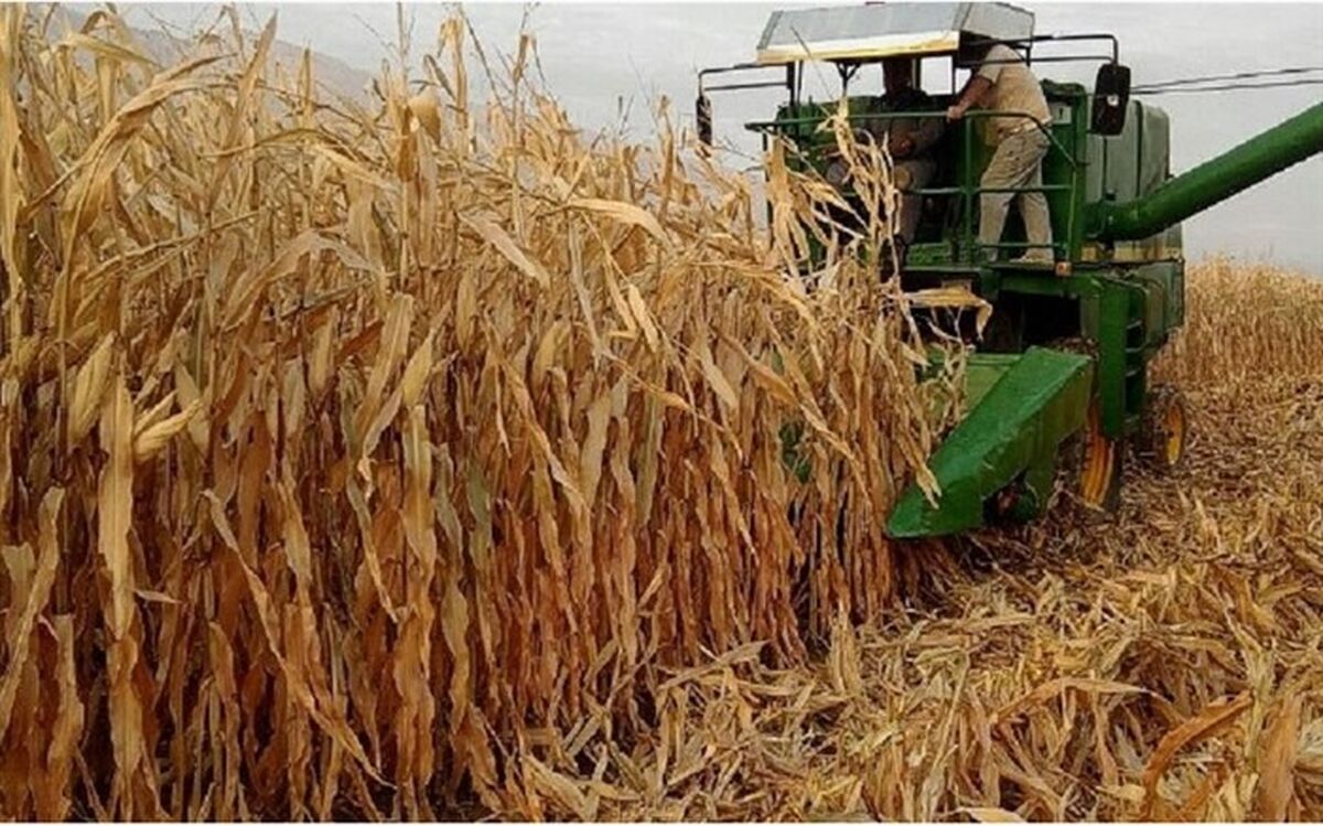 پیش بینی تداوم روند افزایش قیمت جهانی ذرت