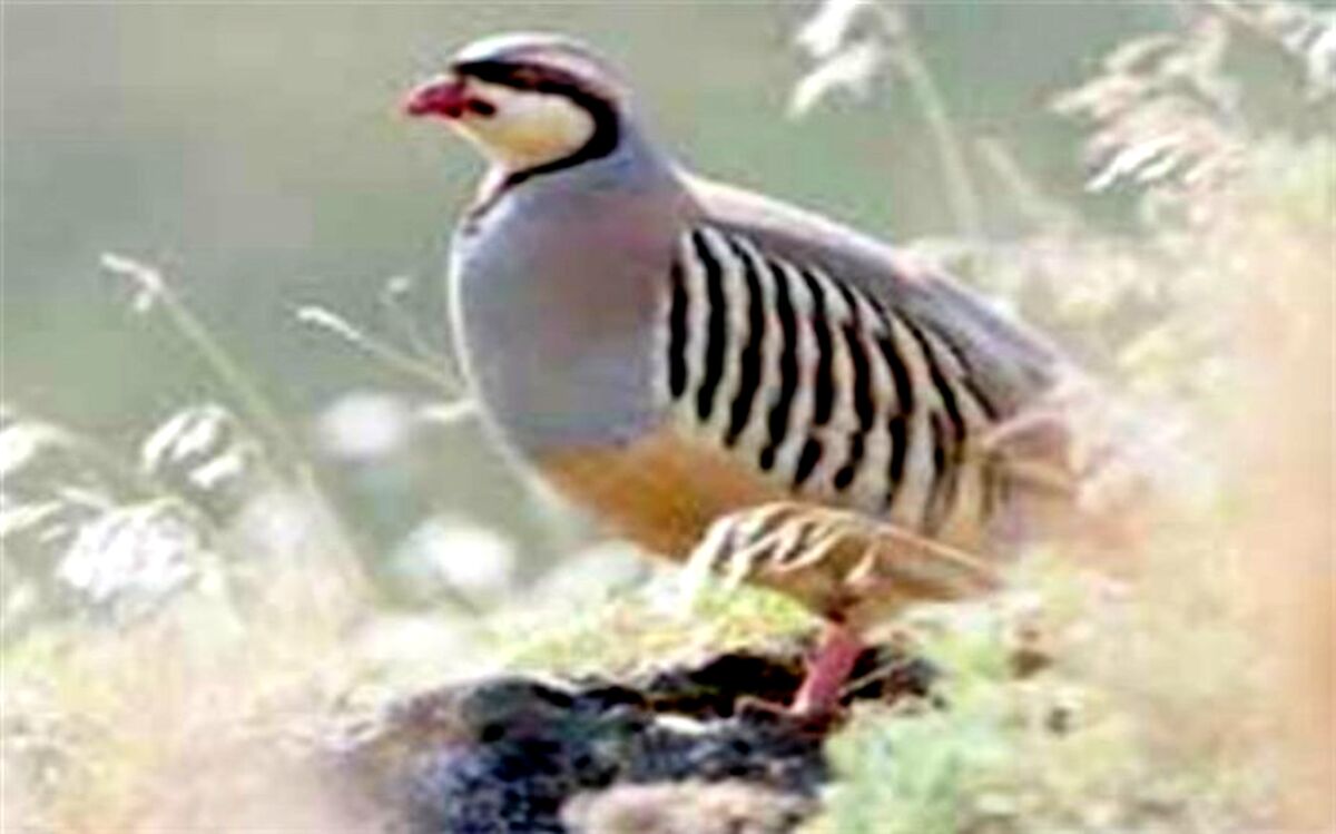 کبک های بومی شهر کاج در حال انقراض هستند