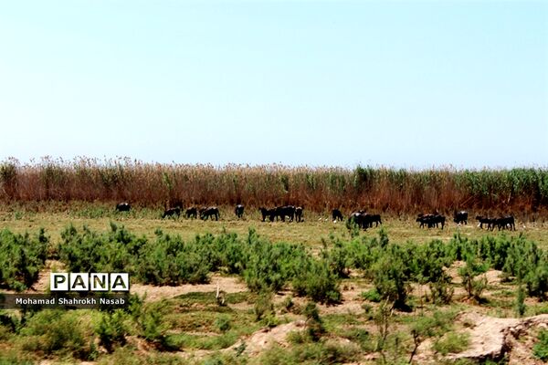 هور العظیم ؛انهدام زیبایی، ازدحام تنهایی