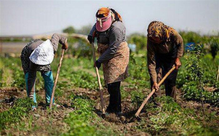 صرفه‌جویی 80 درصد کشاورزان گیلانی در مصرف بهینه آب