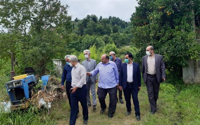 کیوی تناسب اقلیمی خوبی با شمال کشور دارد