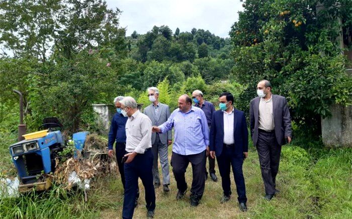 کیوی تناسب اقلیمی خوبی با شمال کشور دارد