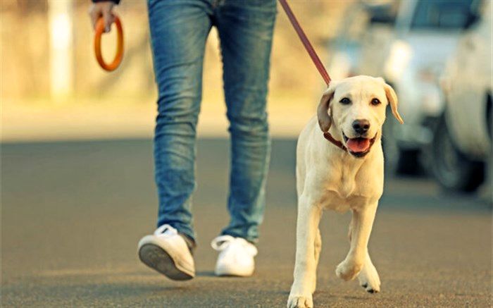 توضیح پلیس درباره ویدئوی درگیری با صاحب یک سگ در تهران