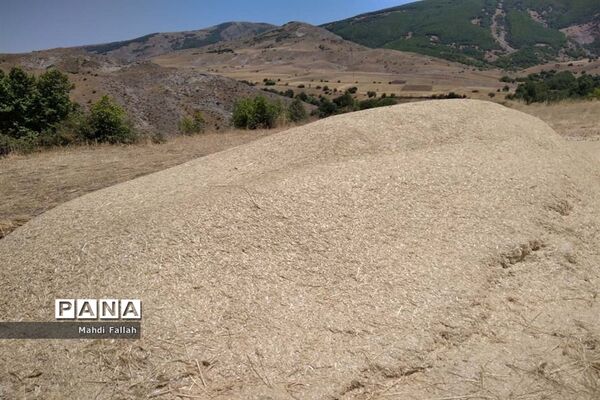 برداشت محصولات کشاورزی در روستای تنباکلوق  از توابع شهرستان هوراند