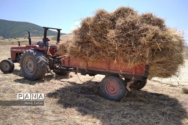 برداشت محصولات کشاورزی در روستای تنباکلوق  از توابع شهرستان هوراند