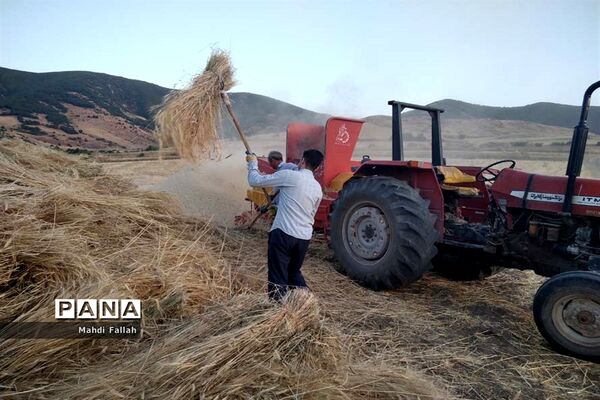 برداشت محصولات کشاورزی در روستای تنباکلوق  از توابع شهرستان هوراند