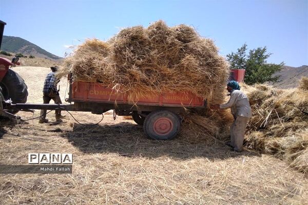 برداشت محصولات کشاورزی در روستای تنباکلوق  از توابع شهرستان هوراند