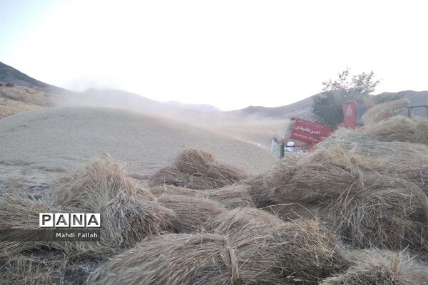 برداشت محصولات کشاورزی در روستای تنباکلوق  از توابع شهرستان هوراند