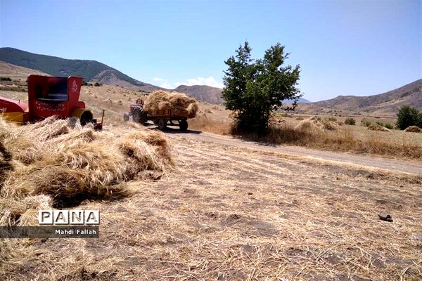 برداشت محصولات کشاورزی در روستای تنباکلوق  از توابع شهرستان هوراند