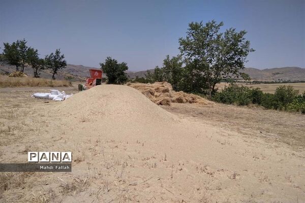 برداشت محصولات کشاورزی در روستای تنباکلوق  از توابع شهرستان هوراند