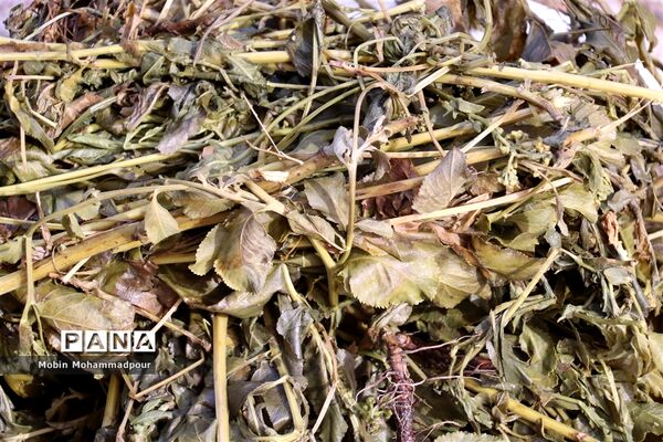 عرق گیری گیاه شاه اسپرم به روش سنتی  در تبریز