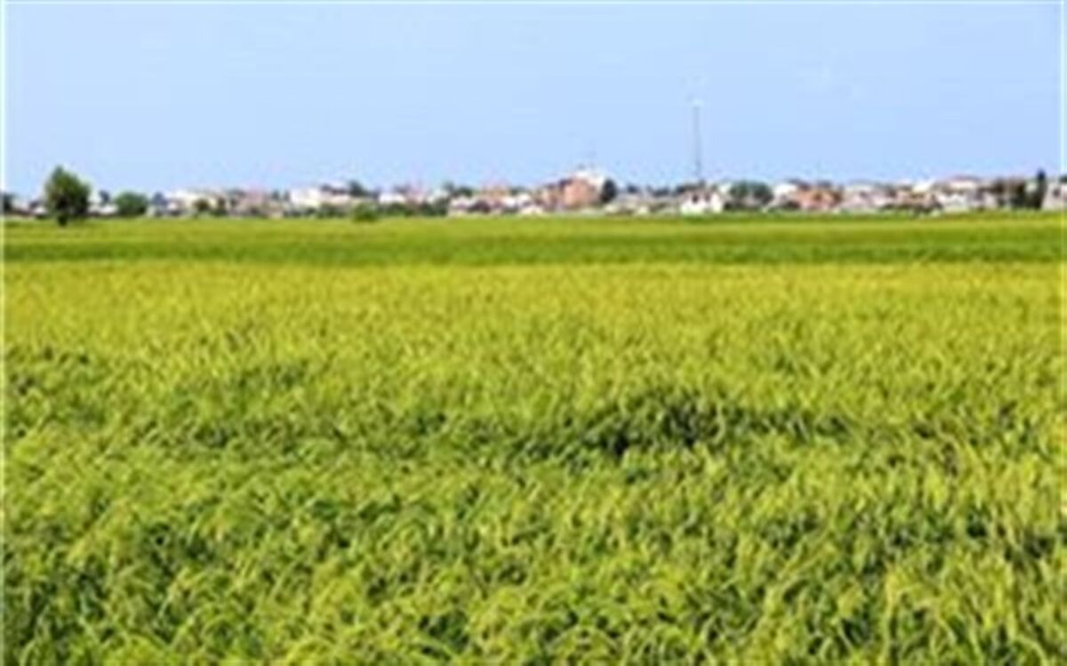خوشه دهی ۷۰درصد شالیزار‌های گیلان