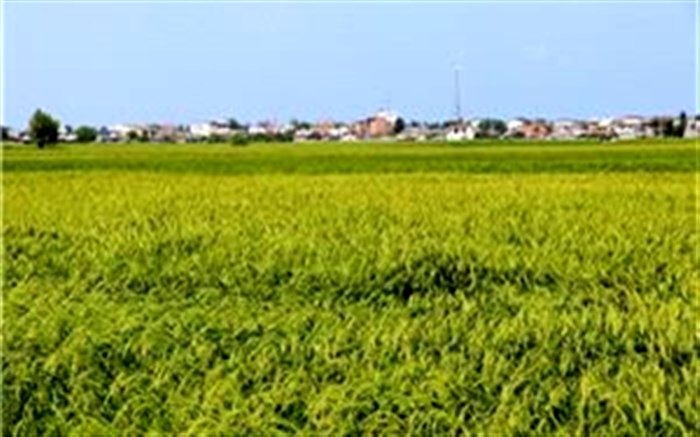 خوشه دهی ۷۰درصد شالیزار‌های گیلان