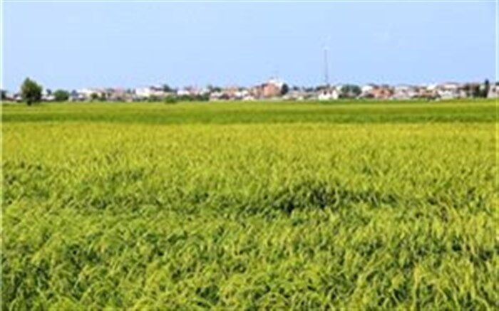 خوشه دهی ۷۰درصد شالیزار‌های گیلان