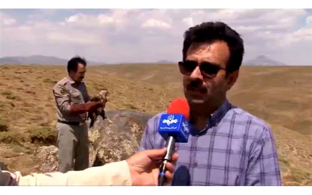 رهاسازی ۴ بهله عقاب در مراغه