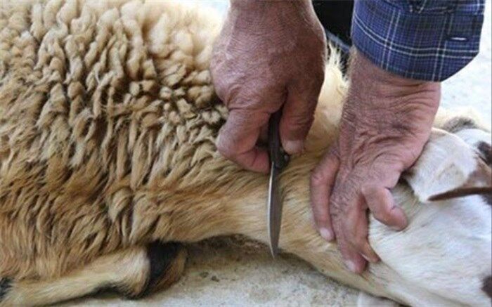 توصیه‌های بهداشتی در باره ذبح دام در عید قربان