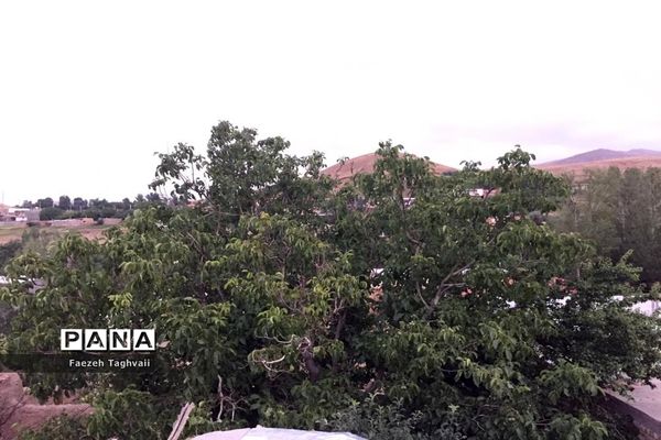 طبیعت زیبای دهستان قاضی کندی اوریاد