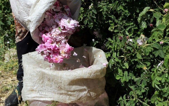 75 درصد گونه‌های گیاهان دارویی ایران در اصفهان کشت می‌شود