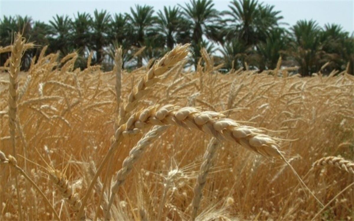 آمار و ارقام وزارت صمت درباره میزان خرید تضمینی گندم از کشاورزان