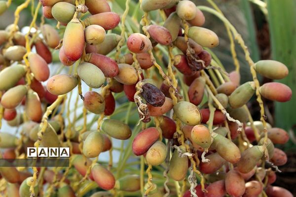 آیین اهدا ۲۰۰۰ عدد مخزن آب و اقلام بهداشتی ویژه مناطق محروم تنش آبی در خوزستان