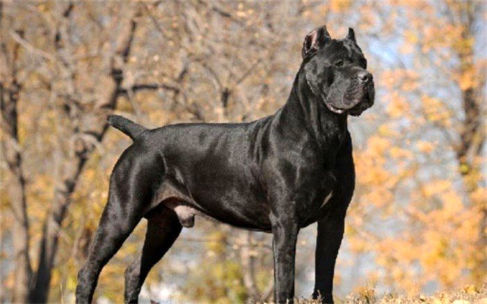 نجات کودک از حمله مرگبار دو سگ