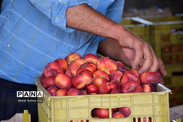 برداشت  محصولات در شهر مراغه