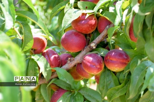 برداشت  محصولات در شهر مراغه