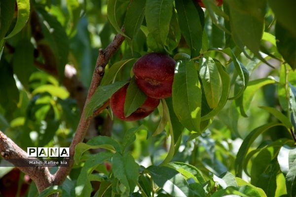 برداشت  محصولات در شهر مراغه