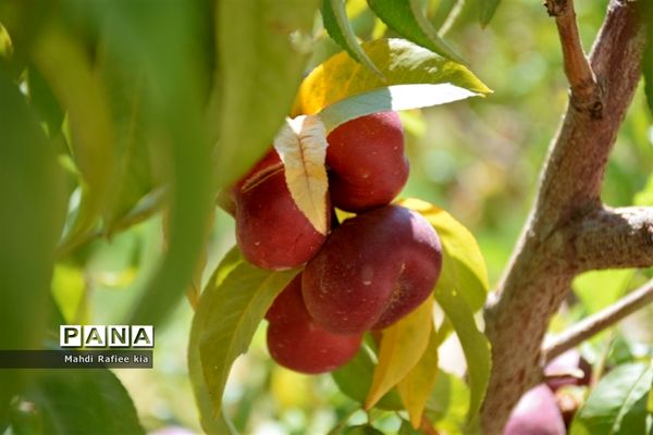 برداشت  محصولات در شهر مراغه