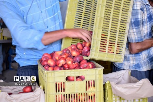 برداشت  محصولات در شهر مراغه