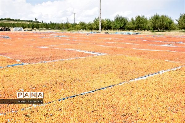 برداشت  محصولات در شهر مراغه