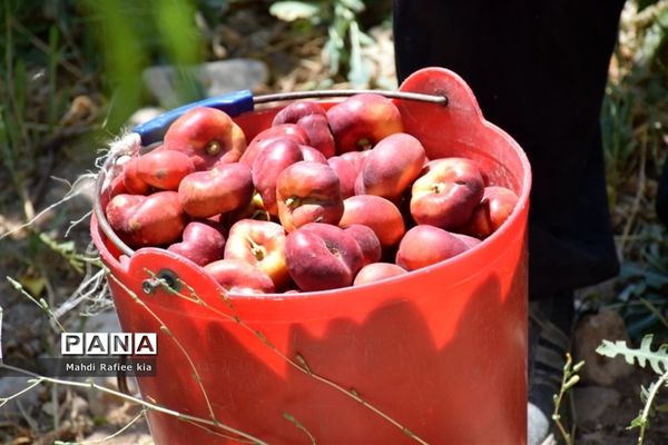 برداشت  محصولات در شهر مراغه