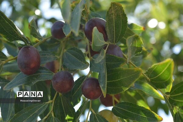 به ثمر رسیدن عناب های بومی شهرستان خوسف
