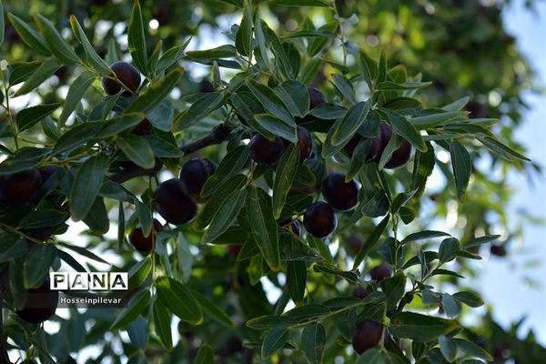 به ثمر رسیدن عناب های بومی شهرستان خوسف